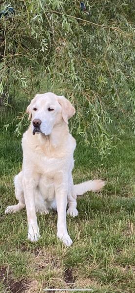 YuMOVE® Joint Care Supplement for Senior Dogs 120 Tablets