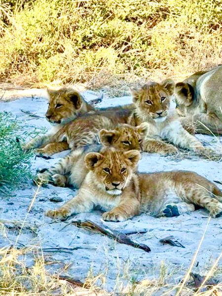 Victoria Falls to Okavango Safari: Wildlife & Natural Wonders