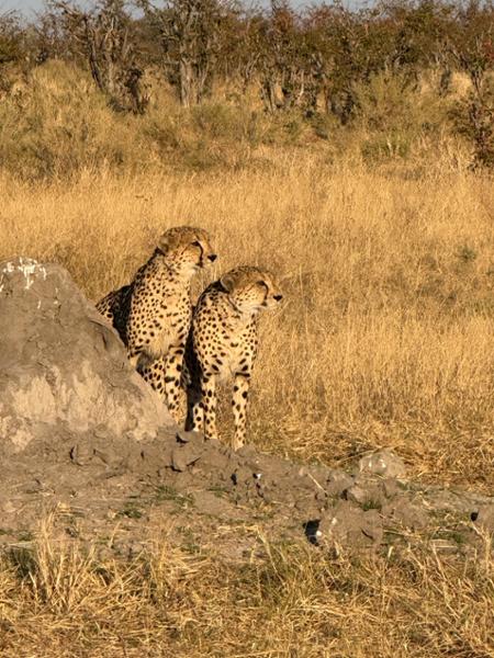 Victoria Falls to Okavango Safari: Wildlife & Natural Wonders