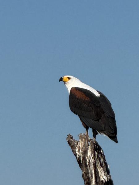 Victoria Falls to Okavango Safari: Wildlife & Natural Wonders