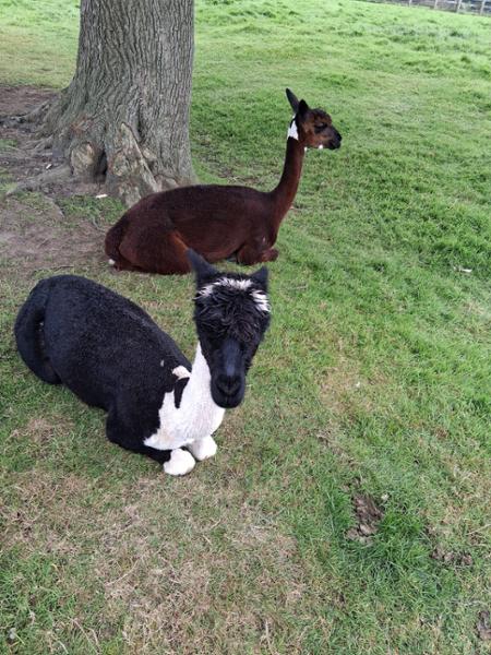 Kidsnape Farm