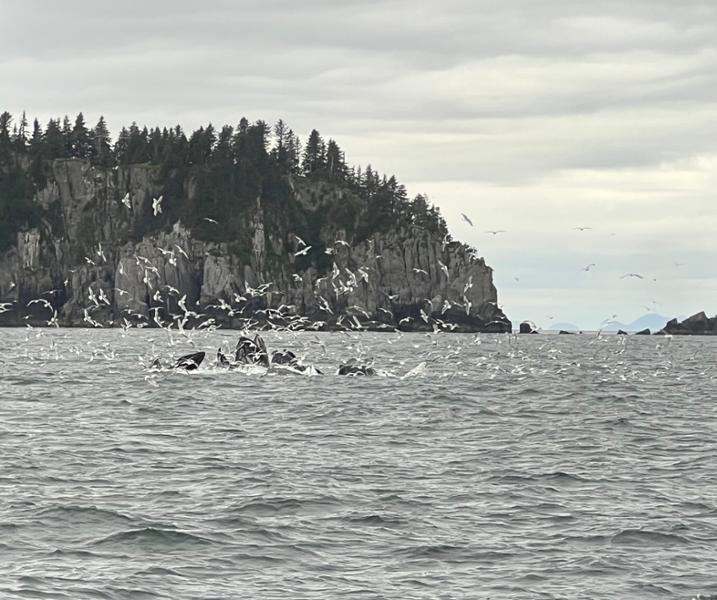 Majestic Alaska