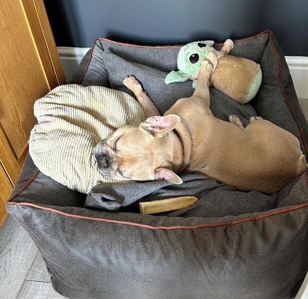 Very Smart Dog Bed - comfort and durable