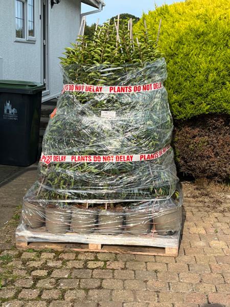 Laurel hedging