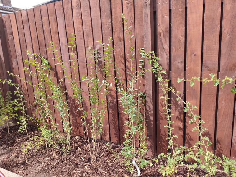 Wildlife hedge