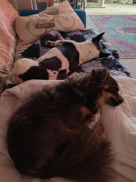 Great company for quality dog food