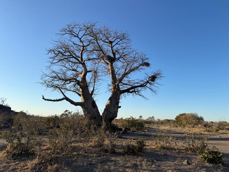 Botswana Wildlife Safari