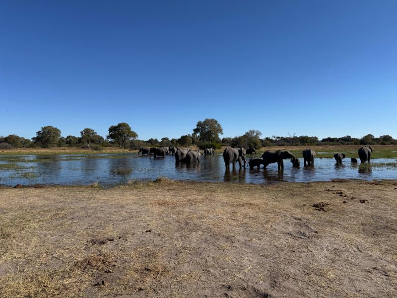 Botswana Wildlife Safari