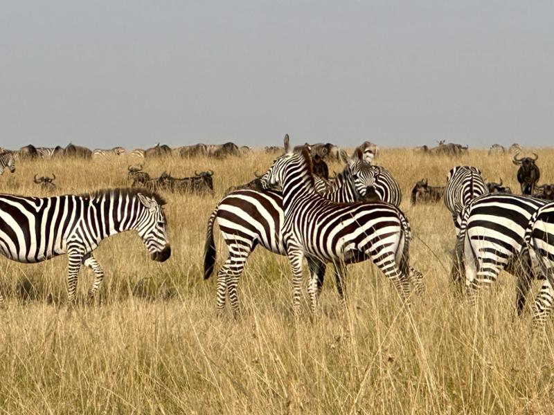 Kenya Safari