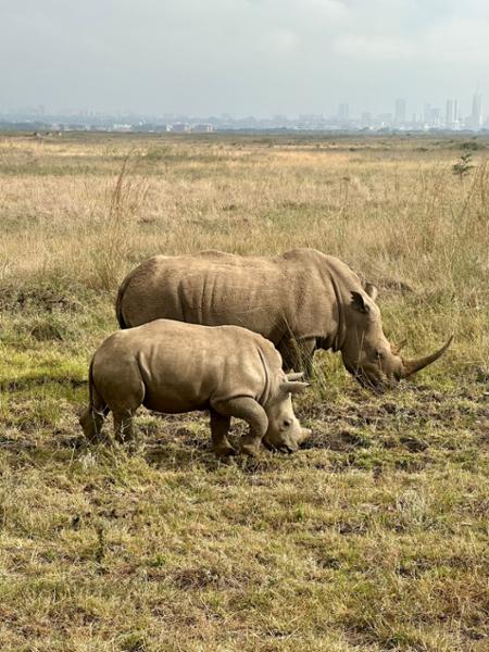 Kenya Safari