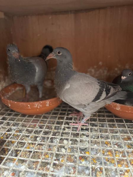 AVIFORM ULTIMATE 11 in 1 Complete Supplement for Racing Pigeons