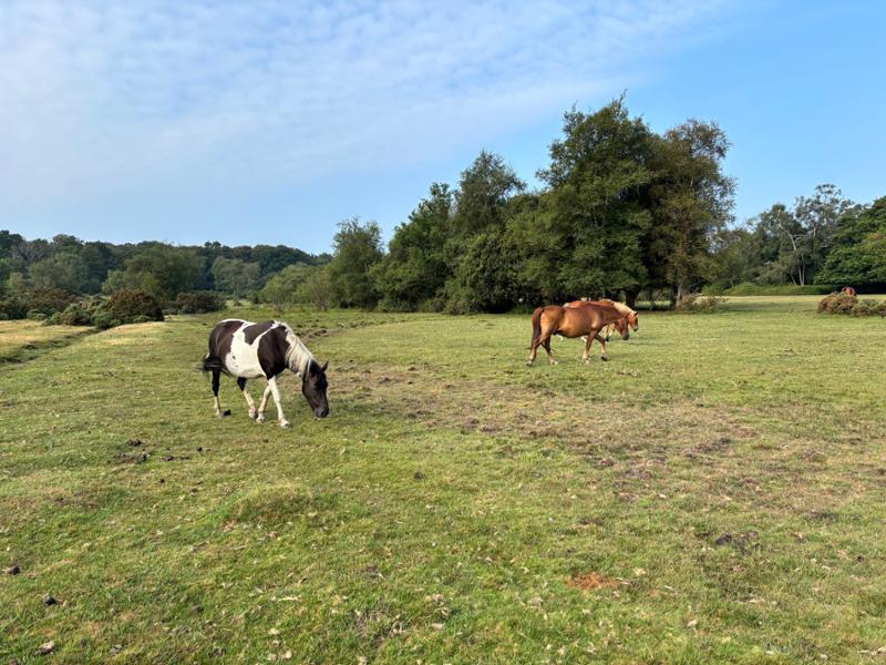 Green Hill Farm Holiday Village