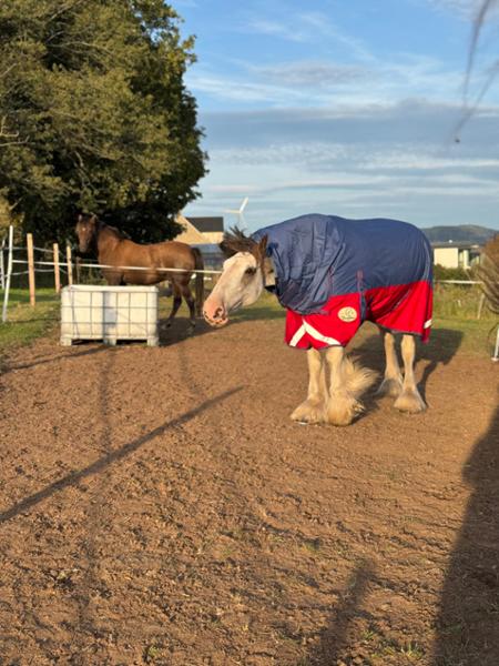 Best horse rug company ever