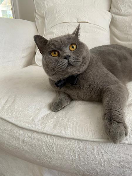 Dental Dry Cat Food