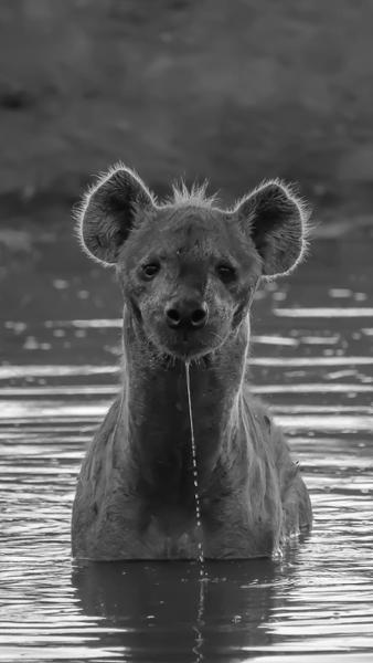 South Africa safari