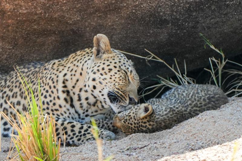 South Africa safari