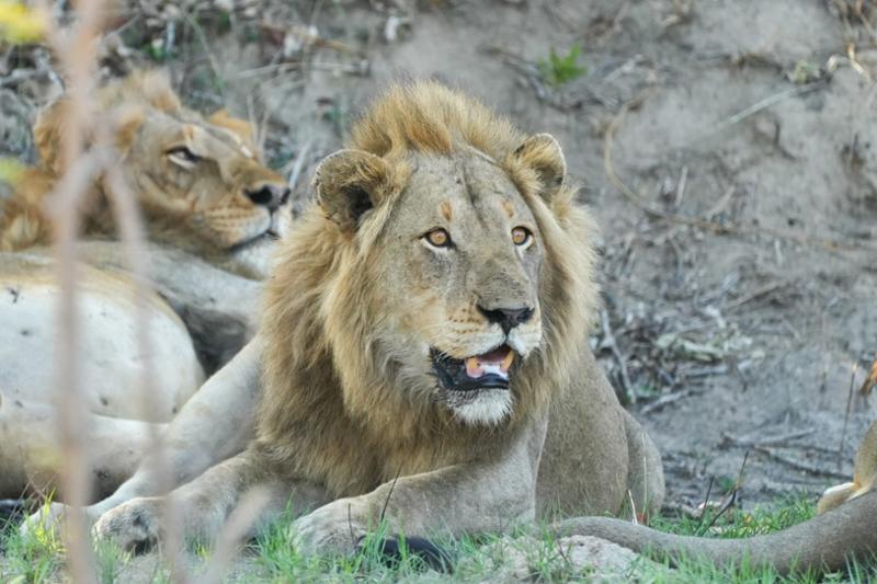 South Africa safari