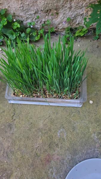 Webbox Cat Grass Easy-Grow Kit