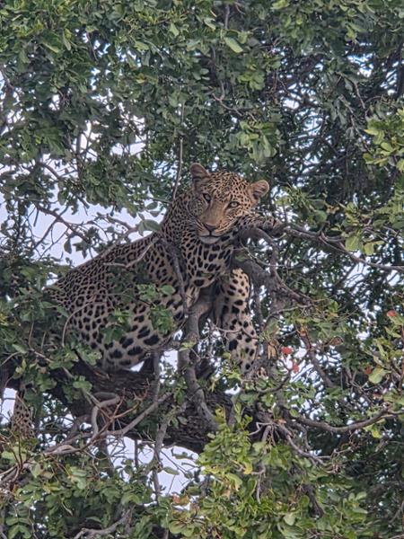 Our trip to South Africa, Zimbabwe and Botswana  was a once in a lifetime !
