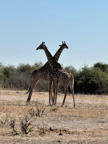 Family Botswana and Zimbabwe Safari Adventure