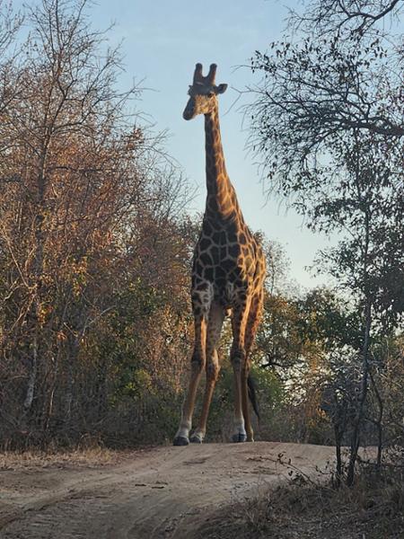 Okovanga  Delta and Safari in South Africa adventure