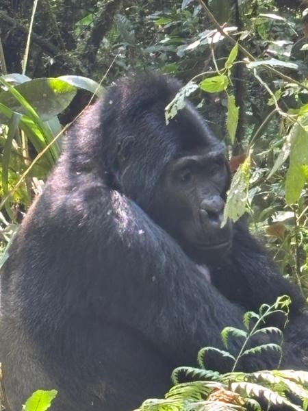 Highly Recommend Uganda Adventure