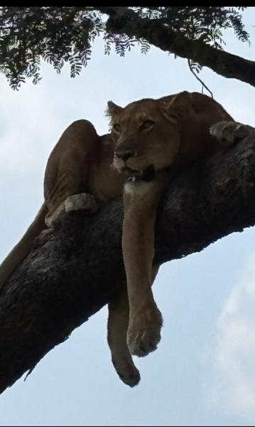 Highly Recommend Uganda Adventure