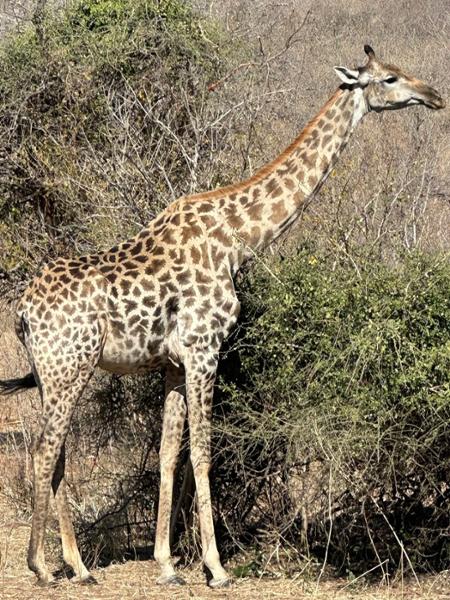 Amazing Africa