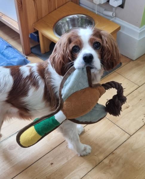 Bum & Belly Supplements for Dogs