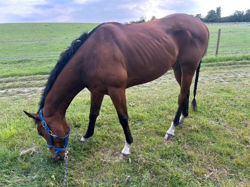 My horse has had excellent results even after a bout of colitis