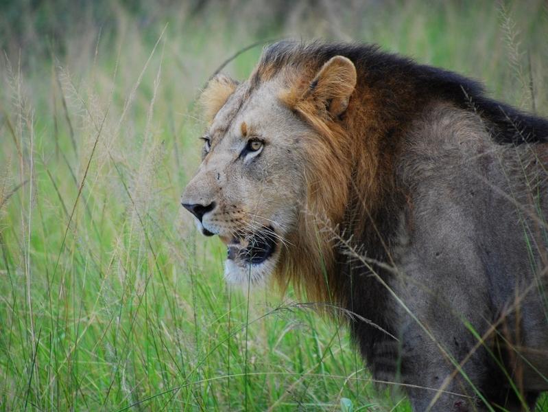 Awesome Game Drives in South Africa