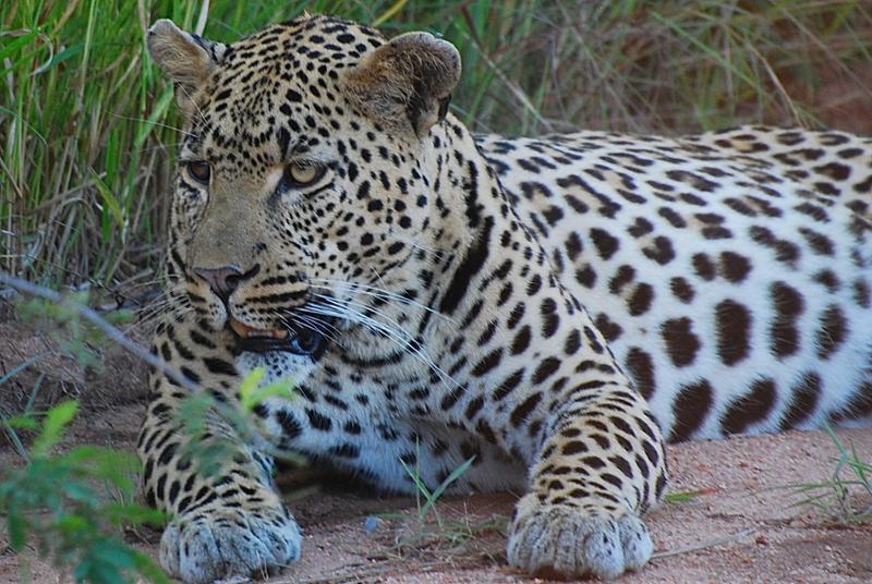 Awesome Game Drives in South Africa