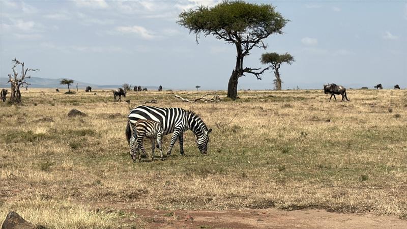Extremely glad we went with Go2Africa for a vacation package.