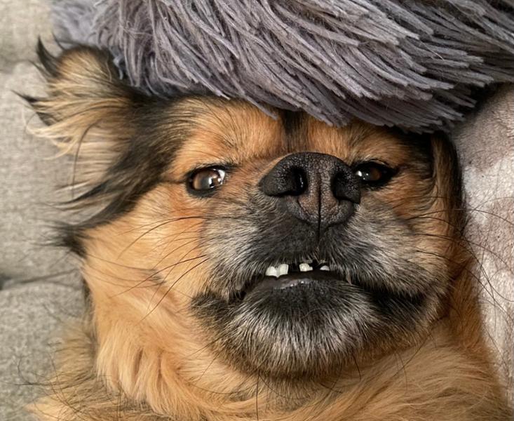 Long Lasting Natural Dog Chews | Fish Hide Chews | Rawhide Free Chews For Dogs | Pooch & Mutt | 100% Cod Hide