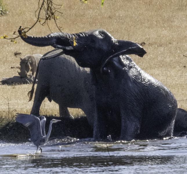Go2Africa absolutely excels at planning African safaris.