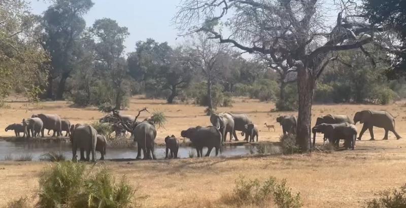 Go2Africa absolutely excels at planning African safaris.