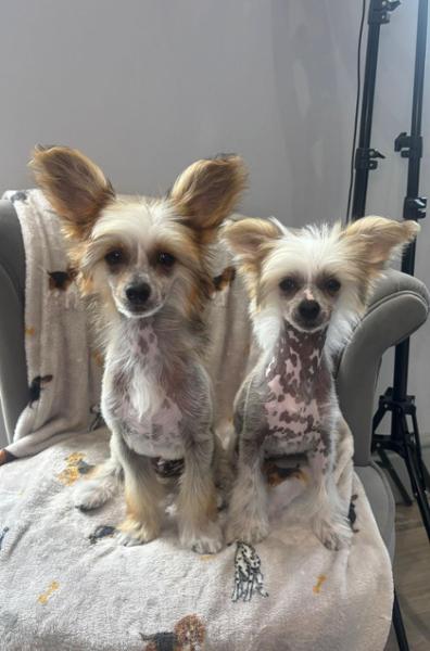 Sample Raw Food Packs for Dogs