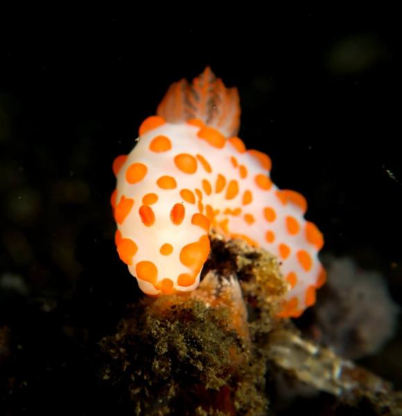 Lembeh Resort