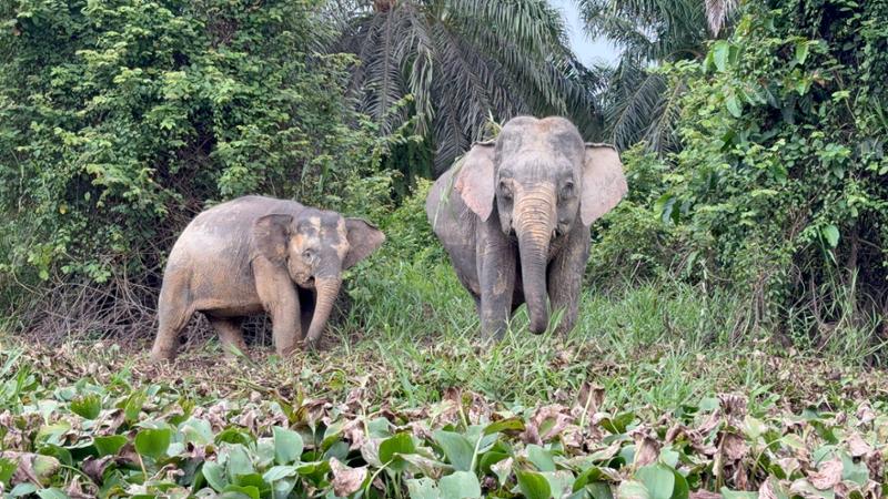 5030-2 for 1 Borneo