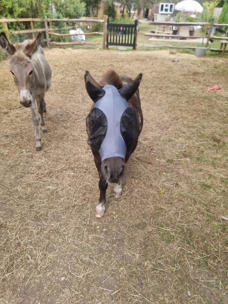 Shetland-Miniature-Section A Pull On Fly Mask With Ears
