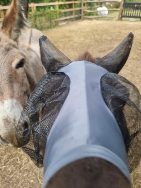 Shetland-Miniature-Section A Pull On Fly Mask With Ears