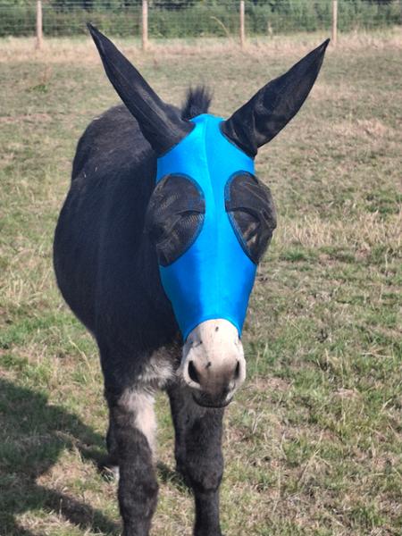 Donkey Pull On Fly Mask With Ears