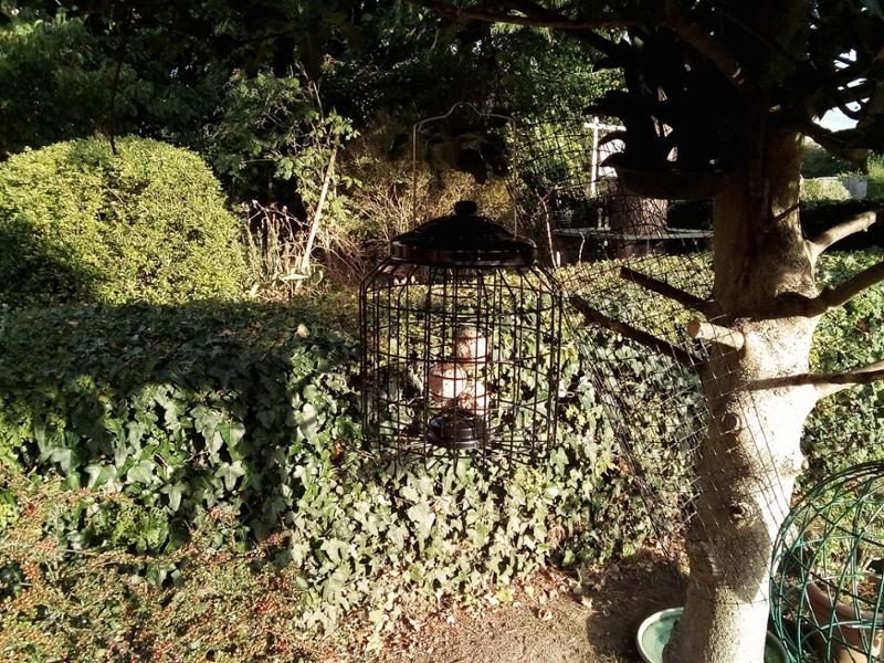 Brussels Fat Ball Bird Feeder Guardian Pack
