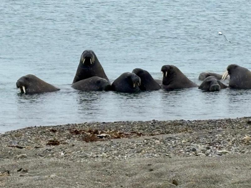 Arctic Summer Sailing and Walking in Svalbard