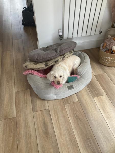 Metacam Oral Suspension for Dogs