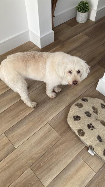 Metacam Oral Suspension for Dogs