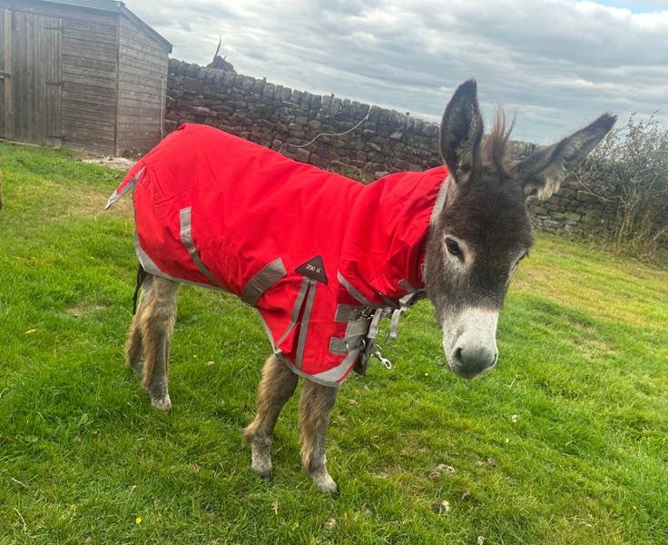 Shetland-Miniature-Donkey Combo Turnout 200g