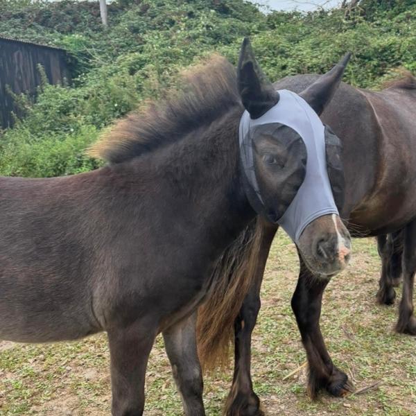 Ruggles XS mini fly mask