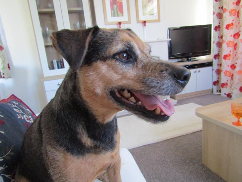 Advantage Spot On Flea Treatment