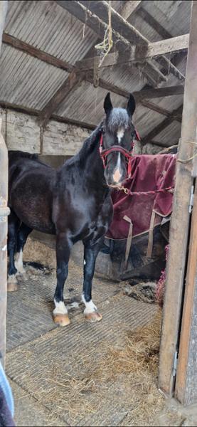 LAMINO for Horses